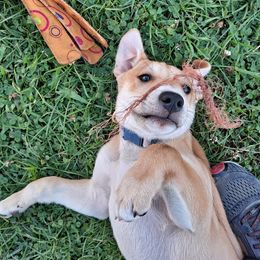 Carolina Dog Puppies from Williams Sweet Carolina