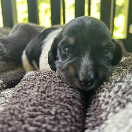 Denver Parton - Piebald male Dachshund puppy in Dobson, North Carolina from Oakleys Dachshund Haven
