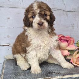 Zoe - Phantom female Springerdoodle puppy in Fargo, North Dakota from Dakota SpringerDoodles
