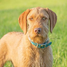 Weimaraners and Wirehaired Vizslas from Willow Ridge Kennel