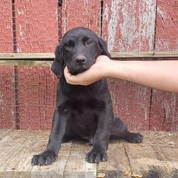 Labrador Retriever Puppies from Buffalo Valley Breeders
