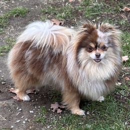 Mocha - Pomeranian