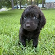 Zacian - Brown male Boykin Spaniel puppy in Goose Creek, South Carolina from Camelot Creek Kennels
