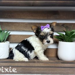 Akc Dixie 3350 - Black tan and white female Biewer Terrier puppy in Cartersville, Georgia from Alpha Tiny Paws
