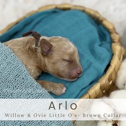 ARLO- Brown collar - Apricot male Goldendoodle puppy in Watertown, New York from True Friend Doodles