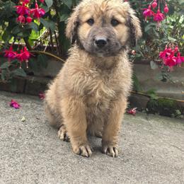 Hazel rare gray brown f2b - Sable female Saint Berdoodle puppy in Castle Rock, Washington from PNW Saint Berdoodles