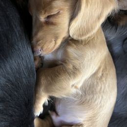 Dachshund Puppies from GretaLo Dachshunds