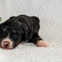 Rose - Tri-color female Bernedoodle puppy in Gentry, Arkansas from WWBar Bernedoodles