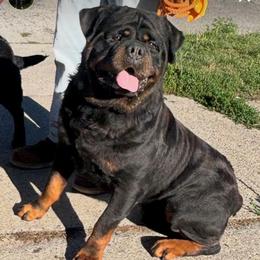 Lennox - Rottweiler