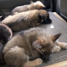 German Shepherd Puppies from Celtic Rose German Shepherds
