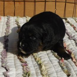 Midnight - Black tri female Toy Australian Shepherd puppy in Okeana, Ohio from Fetching Toy Aussies