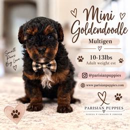 Ben - Phantom male Goldendoodle puppy in Spring Hill, Florida from Parisian Puppies