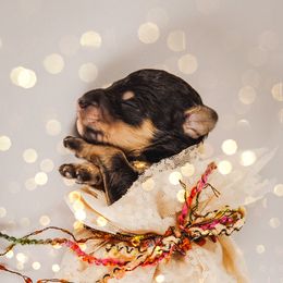 Poodle Puppies from Setting the Standard Poodles