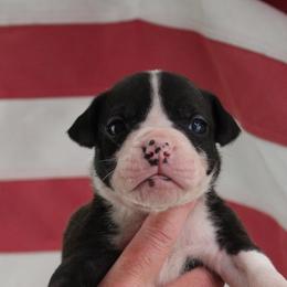 Girl 4 - female Alapaha Blue Blood Bulldog puppy in Grafton, Ohio from Eclipse Alapaha Kennels