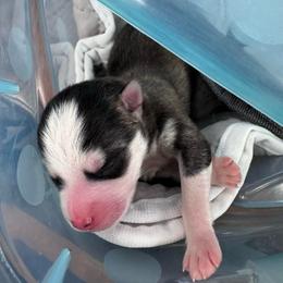 Mario - Wolf sable male Pomsky puppy in Venus, Pennsylvania from Hemlock Pines Pomsky
