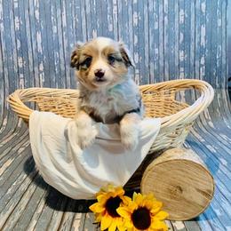 Miniature Australian Shepherd Puppies from Broken T Australian Shepherds
