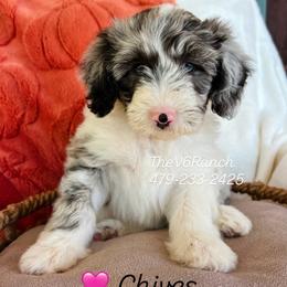 Miss Chives - Blue merle and white female Sheepadoodle puppy in Sulphur Bluff, Texas from V6 Ranch Dogs