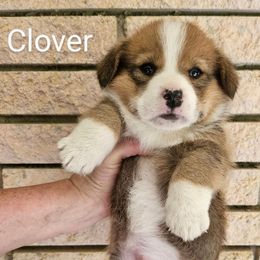 Clover - Red and white male American Corgi puppy in Centerville, Tennessee from Katerina's American Corgis