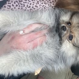 Pomeranian Puppies from Candy Shop Poms