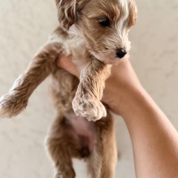 Bernedoodle, Goldendoodle, and Poodle Puppies from Beach Doodles