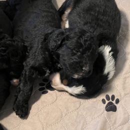 Bernedoodle Puppies from East Coast Bernedoodles