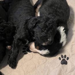 Bernedoodle Puppies from East Coast Bernedoodles