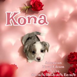 Kona (coffee) - American Corgi puppy from Rocking D bar C Canines