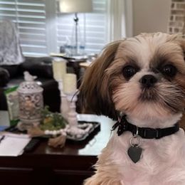 Shih Tzus from RL Phillips Shihtzus