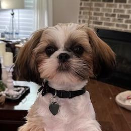 Shih Tzus from RL Phillips Shihtzus