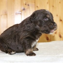 Storm - Red tri-color male Australian Shepherd puppy in Macon, Georgia from Shaina’s Shepherds