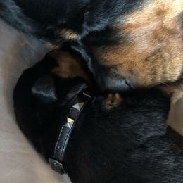 Rottweiler Puppies from Amy Osborne