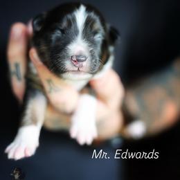 Mr. Edwards - Black tri male Miniature American Shepherd puppy in Battle Ground, Washington from Casita Miniature American Shepherds