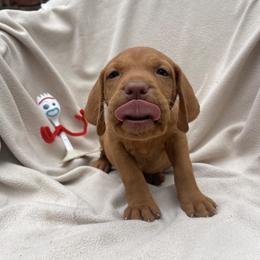 Dorky - Golden rust male Vizsla puppy in Bloomington, Indiana from Envizion
