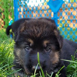 German Shepherd Puppies from Harry's Pack