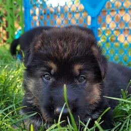 German Shepherd Puppies from Harry's Pack