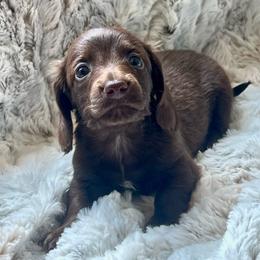 Plumette - Chocolate female Dachshund puppy in Casper, Wyoming from Daisy's Doxies
