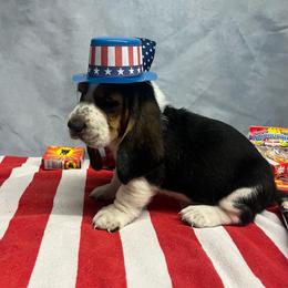 Walt - Black brown and white male Basset Hound puppy in Hurtsboro, Alabama from PARK’s Family Farm