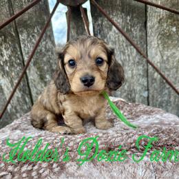 Jax-1800 - Cream male Dachshund puppy in Atwood, Oklahoma from Holder’s Doxie Farm