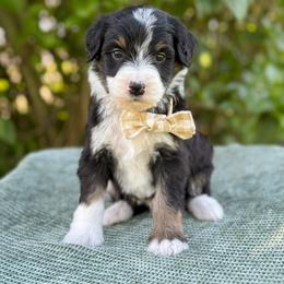 Gables - Tri-color male Bernedoodle puppy in Bellville, Ohio from Bernedoodle Buddies