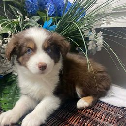 Birch - Red & white male Miniature Australian Shepherd puppy in Oroville, Washington from High Mountain Aussies