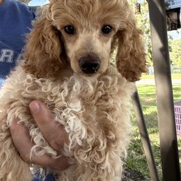 Rosalie girl - Apricot female Poodle puppy in Haines City, Florida from Camic Cockapoos