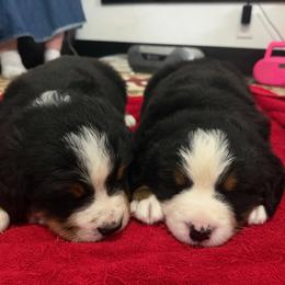Patrick - Black rust and white male Bernese Mountain Dog puppy in Strasburg, Ohio from Lois Allison
