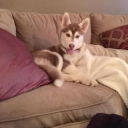 Siberian Husky Puppies from Crazy Cookies Huskies