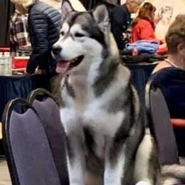 Samant - Alaskan Malamute