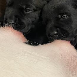 Grey collar - Black male Labrador Retriever puppy in Desert Hot Springs, California from Outlaws Labradors