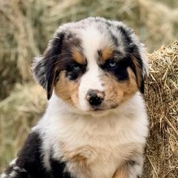 Hercules - Blue merle male Australian Shepherd puppy in Vernal, Utah from Dancing M Australian Shepherds