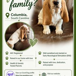 Green collar Male - Red and white male Basset Hound puppy in Columbia, South Carolina from Pawmetto Hounds