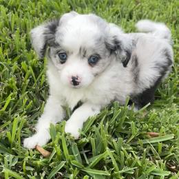 Toy Australian Shepherd puppies from Toy Aussies of Kingwood