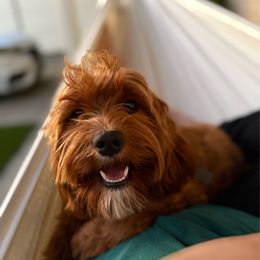 Lola - Cavapoo