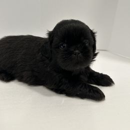 Shih Tzu Puppies from Moore Shih Tzus